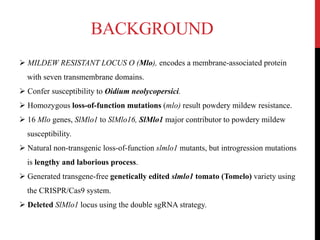 BACKGROUND
 MILDEW RESISTANT LOCUS O (Mlo), encodes a membrane-associated protein
with seven transmembrane domains.
 Confer susceptibility to Oidium neolycopersici.
 Homozygous loss-of-function mutations (mlo) result powdery mildew resistance.
 16 Mlo genes, SlMlo1 to SlMlo16, SlMlo1 major contributor to powdery mildew
susceptibility.
 Natural non-transgenic loss-of-function slmlo1 mutants, but introgression mutations
is lengthy and laborious process.
 Generated transgene-free genetically edited slmlo1 tomato (Tomelo) variety using
the CRISPR/Cas9 system.
 Deleted SlMlo1 locus using the double sgRNA strategy.
 