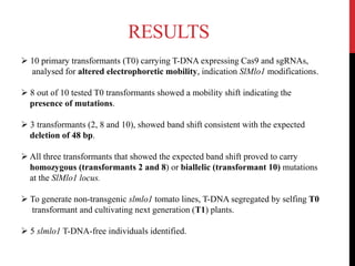  10 primary transformants (T0) carrying T-DNA expressing Cas9 and sgRNAs,
analysed for altered electrophoretic mobility, indication SlMlo1 modifications.
 8 out of 10 tested T0 transformants showed a mobility shift indicating the
presence of mutations.
 3 transformants (2, 8 and 10), showed band shift consistent with the expected
deletion of 48 bp.
 All three transformants that showed the expected band shift proved to carry
homozygous (transformants 2 and 8) or biallelic (transformant 10) mutations
at the SlMlo1 locus.
 To generate non-transgenic slmlo1 tomato lines, T-DNA segregated by selfing T0
transformant and cultivating next generation (T1) plants.
 5 slmlo1 T-DNA-free individuals identified.
RESULTS
 