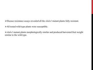 Disease resistance assays revealed all the slmlo1 mutant plants fully resistant.
All tested wild-type plants were susceptible.
slmlo1 mutant plants morphologically similar and produced harvested fruit weight
similar to the wild type.
 
