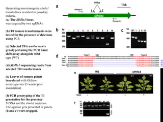 Generating non-transgenic slmlo1
tomato lines resistant to powdery
mildew.
(a) The SlMlo1 locus
was targeted by two sgRNAs
(b) T0 tomato transformants were
tested for the presence of deletions
using PCR
(c) Selected T0 transformants
genotyped using the PCR band
shift assay alongside wild
type (WT)
(d) SlMlo1 sequencing reads from
selected T0 transformants
(e) Leaves of tomato plants
inoculated with Oidium
neolycopersici (5 weeks post
inoculation)
(f) PCR genotyping of the T1
generation for the presence
T-DNA and the slmlo1 mutation.
The agarose gels presented in panels
(b and c) were cropped.
 