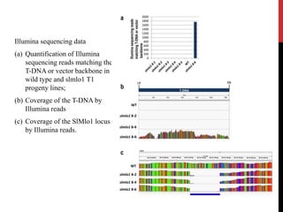 Illumina sequencing data
(a) Quantification of Illumina
sequencing reads matching the
T-DNA or vector backbone in
wild type and slmlo1 T1
progeny lines;
(b) Coverage of the T-DNA by
Illumina reads
(c) Coverage of the SlMlo1 locus
by Illumina reads.
 