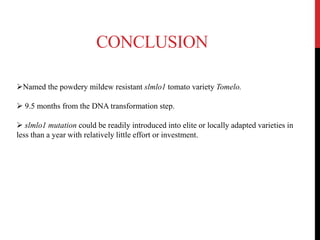 CONCLUSION
Named the powdery mildew resistant slmlo1 tomato variety Tomelo.
 9.5 months from the DNA transformation step.
 slmlo1 mutation could be readily introduced into elite or locally adapted varieties in
less than a year with relatively little effort or investment.
 