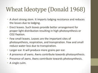 Wheat Ideotype (Donald 1968)
• A short strong stem. It imparts lodging resistance and reduces
the losses due to lodging.
• Erect leaves. Such leaves provide better arrangement for
proper light distribution resulting in high photosynthesis or
CO2 fixation.
• Few small leaves. Leaves are the important sites of
photosynthesis, respiration, and transpiration. Few and small
reduce water loss due to transpiration.
• Larger ear. It will produce more grains per ear.
• A presence of owns. Awns contribute towards photosynthesis.
• Presence of awns. Awns contribute towards photosynthesis.
• A single culm.
 