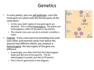 Genetics
•

In many plants, you can self-pollinate: cross the
male parts of a plant with the female parts of the
same plant.
– In this case, both copies of any given gene are
identical. This is called homozygous. The plants are
homozygotes, either PP (purple) or pp (white).
– The closest cross you can do in animals is brother x
sister.

•

Hybrids. If you cross two true-breeding lines with
each other and examine some trait where the
parents had different alleles, you produce a
heterozygote: the two copies of the gene are
different.
– Surprisingly, you often find that the heterozygote
looks just like one of the parents. The Pp
heterozygote is purple, just like its PP parent.
– This is the F1 generation in the diagram.

 