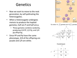 Genetics
•

•

Now we want to move to the next
generation, by self-pollinating the
heterozygotes.
When a heterozygote undergoes
meiosis to produce the haploid
gametes, half are P and half are p.
– These gametes combine randomly,
producing 1/4 PP, 1/2 Pp, and 1/4
pp offspring.

•

Since PP and Pp have the same
phenotype, 3/4 of the offspring are
purple and 1/4 are white.

 