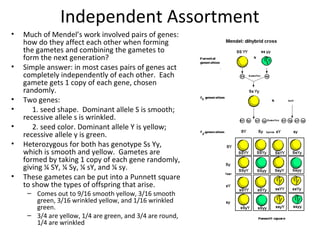 Independent Assortment
•

•

•
•
•
•

•

Much of Mendel’s work involved pairs of genes:
how do they affect each other when forming
the gametes and combining the gametes to
form the next generation?
Simple answer: in most cases pairs of genes act
completely independently of each other. Each
gamete gets 1 copy of each gene, chosen
randomly.
Two genes:
1. seed shape. Dominant allele S is smooth;
recessive allele s is wrinkled.
2. seed color. Dominant allele Y is yellow;
recessive allele y is green.
Heterozygous for both has genotype Ss Yy,
which is smooth and yellow. Gametes are
formed by taking 1 copy of each gene randomly,
giving ¼ SY, ¼ Sy, ¼ sY, and ¼ sy.
These gametes can be put into a Punnett square
to show the types of offspring that arise.
– Comes out to 9/16 smooth yellow, 3/16 smooth
green, 3/16 wrinkled yellow, and 1/16 wrinkled
green.
– 3/4 are yellow, 1/4 are green, and 3/4 are round,
1/4 are wrinkled

 
