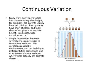 Continuous Variation
•

•

Many traits don’t seem to fall
into discrete categories: height,
for example. Tall parents usually
have tall children. Short parents
have short children, and tall x
short often gives intermediate
height. In all cases, wide
variations occur.
Simple interactions between
several genes can give rise to
continuous variation. Also:
variations caused by
environment, and our inability to
distinguish fine distinctions lead
us to see continuous variation
where there actually are discrete
classes.

 