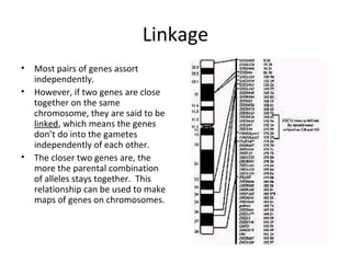Linkage
•
•

•

Most pairs of genes assort
independently.
However, if two genes are close
together on the same
chromosome, they are said to be
linked, which means the genes
don’t do into the gametes
independently of each other.
The closer two genes are, the
more the parental combination
of alleles stays together. This
relationship can be used to make
maps of genes on chromosomes.

 