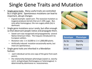 Single Gene Traits and Mutation
•

Single gene traits. Many useful traits are controlled
by a single gene. Spontaneous mutations can lead to
important, abrupt changes
– A good example: sweet corn. The recessive mutation su
(sugary) produces kernels that are 5-10% sugar. But,
only when homozygous: the non-sugary allele (Su) is
dominant.

•

Single gene mutations occur rarely, but often enough
so that observant people notice and propagate them.
– Sweet corn was recognized and propagated by several
Native American tribes. The Iroquois introduced it to
European settlers.
– Mutation rate: 1 in 10,000 to 1 in 1,000,000 plants.
– Artificially-induced mutation occasionally works, but
most are spontaneous.

•

Single gene traits are inherited in a Mendelian
fashion:
–

each individual carries one copy of the gene from each
parent,
– the relationship between phenotype (sweet vs. starchy
corn) and genotype (homozygous or heterozygous) is
determined by dominance vs. recessiveness.

Genotype

Phenotype

Su Su

Starchy

Su su

Starchy

su su

Sweet

 