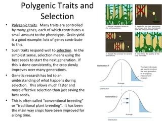 Polygenic Traits and
Selection
•

•

•

•

Polygenic traits. Many traits are controlled
by many genes, each of which contributes a
small amount to the phenotype. Grain yield
is a good example: lots of genes contribute
to this.
Such traits respond well to selection. In the
simplest sense, selection means using the
best seeds to start the next generation. If
this is done consistently, the crop slowly
improves over many generations.
Genetic research has led to an
understanding of what happens during
selection. This allows much faster and
more effective selection than just saving the
best seeds.
This is often called “conventional breeding”
or “traditional plant breeding”. It has been
the main way crops have been improved for
a long time.

 