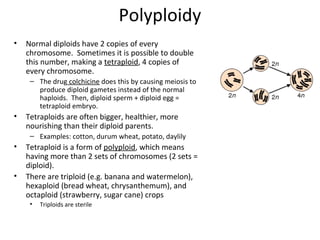 Polyploidy
•

Normal diploids have 2 copies of every
chromosome. Sometimes it is possible to double
this number, making a tetraploid, 4 copies of
every chromosome.
– The drug colchicine does this by causing meiosis to
produce diploid gametes instead of the normal
haploids. Then, diploid sperm + diploid egg =
tetraploid embryo.

•

Tetraploids are often bigger, healthier, more
nourishing than their diploid parents.
– Examples: cotton, durum wheat, potato, daylily

•
•

Tetraploid is a form of polyploid, which means
having more than 2 sets of chromosomes (2 sets =
diploid).
There are triploid (e.g. banana and watermelon),
hexaploid (bread wheat, chrysanthemum), and
octaploid (strawberry, sugar cane) crops
•

Triploids are sterile

 