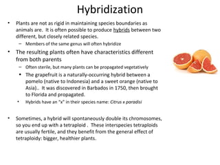 Hybridization
•

Plants are not as rigid in maintaining species boundaries as
animals are. It is often possible to produce hybrids between two
different, but closely related species.
– Members of the same genus will often hybridize

•

The resulting plants often have characteristics different
from both parents
– Often sterile, but many plants can be propagated vegetatively

• The grapefruit is a naturally-occurring hybrid between a
pomelo (native to Indonesia) and a sweet orange (native to
Asia).. It was discovered in Barbados in 1750, then brought
to Florida and propagated.
•

•

Hybrids have an “x” in their species name: Citrus x paradisi

Sometimes, a hybrid will spontaneously double its chromosomes,
so you end up with a tetraploid . These interspecies tetraploids
are usually fertile, and they benefit from the general effect of
tetraploidy: bigger, healthier plants.

 
