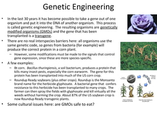 Genetic Engineering
•

•

In the last 30 years it has become possible to take a gene out of one
organism and put it into the DNA of another organism. This process
is called genetic engineering. The resulting organisms are genetically
modified organisms (GMOs) and the gene that has been
transplanted is a transgene.
There are no real interspecies barriers here: all organisms use the
same genetic code, so genes from bacteria (for example) will
produce the correct protein in a corn plant.
– However, some modifications must be made to the signals that control
gene expression, since these are more species-specific.

•

A few examples:
– Bt corn. Bacillus thuringiensis, a soil bacterium, produces a protein that
kills many insect pests, especially the corn earworm. The gene for this
protein has been transplanted into much of the US corn crop.
– Roundup Ready soybeans (plus other crops). Roundup is the Monsanto
brand name for the herbicide glyphosate. A bacterial gene that confers
resistance to this herbicide has been transplanted to many crops. The
farmer can then spray the fields with glyphosate and kill virtually all the
weeds without harming the crop. About 87% of the US soybean crop is
now Roundup Ready transgenic plants.

•

Some cultural issues here: are GMOs safe to eat?

 