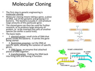 Molecular Cloning
•
•
•
•
•
•
•
•

The first step in genetic engineering is
molecular cloning.
Molecular cloning means taking a gene, a piece
of DNA, out of the genome and growing it in
bacteria. The bacteria (usually E. coli) produce
large amounts of this particular gene.
The cloned gene can then be used for further
research, or to produce large amounts of
protein, or to be inserted into cells of another
species (to confer a useful trait).
The basic tools:
1. plasmid vector: small circle of DNA that
grows inside the bacteria. It carries the gene
being cloned
2. Restriction enzymes: cut the DNA at
specific spots, allowing the isolation of specific
genes.
3. DNA ligase, an enzyme that attached
pieces of DNA together.
4. transformation. Putting the DNA back
into living cells and having it function.

 