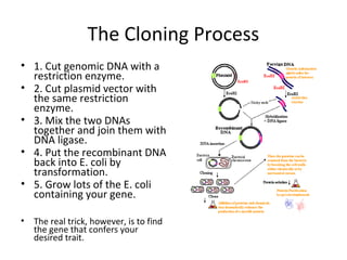 The Cloning Process
• 1. Cut genomic DNA with a
restriction enzyme.
• 2. Cut plasmid vector with
the same restriction
enzyme.
• 3. Mix the two DNAs
together and join them with
DNA ligase.
• 4. Put the recombinant DNA
back into E. coli by
transformation.
• 5. Grow lots of the E. coli
containing your gene.
•

The real trick, however, is to find
the gene that confers your
desired trait.

 