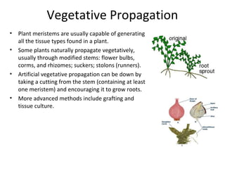 Vegetative Propagation
•
•

•

•

Plant meristems are usually capable of generating
all the tissue types found in a plant.
Some plants naturally propagate vegetatively,
usually through modified stems: flower bulbs,
corms, and rhizomes; suckers; stolons (runners).
Artificial vegetative propagation can be down by
taking a cutting from the stem (containing at least
one meristem) and encouraging it to grow roots.
More advanced methods include grafting and
tissue culture.

 