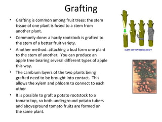 Grafting
•

•
•

•

•

Grafting is common among fruit trees: the stem
tissue of one plant is fused to a stem from
another plant.
Commonly done: a hardy rootstock is grafted to
the stem of a better fruit variety.
Another method: attaching a bud form one plant
to the stem of another. You can produce an
apple tree bearing several different types of apple
this way.
The cambium layers of the two plants being
grafted need to be brought into contact. This
allows the xylem and phloem to connect to each
other
It is possible to graft a potato rootstock to a
tomato top, so both underground potato tubers
and aboveground tomato fruits are formed on
the same plant.

 