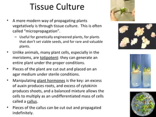 Tissue Culture
•

A more modern way of propagating plants
vegetatively is through tissue culture. This is often
called “micropropagation”.
– Useful for genetically engineered plants, for plants
that don’t set viable seeds, and for rare and valuable
plants.

•

•
•

•

Unlike animals, many plant cells, especially in the
meristems, are totipotent: they can generate an
entire plant under the proper conditions.
Pieces of the plant are cut out and placed on an
agar medium under sterile conditions.
Manipulating plant hormones is the key: an excess
of auxin produces roots, and excess of cytokinin
produces shoots, and a balanced mixture allows the
cells to multiply as an undifferentiated mass of cells
called a callus.
Pieces of the callus can be cut out and propagated
indefinitely.

 
