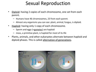 Sexual Reproduction
•

Diploid: having 2 copies of each chromosome, one set from each
parent.
– Humans have 46 chromosomes, 23 from each parent.
– Almost any organisms you can see: plant, animal, fungus, is diploid.

•

Haploid: having only 1 copy of each chromosome.
– Sperm and eggs (=gametes) are haploid
– moss, a primitive plant, is haploid for most of its life

•

Plants, animals, and other eukaryotes alternate between haploid and
diploid phases. This is called alternation of generations.

 