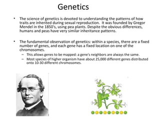 Genetics
•

The science of genetics is devoted to understanding the patterns of how
traits are inherited during sexual reproduction. It was founded by Gregor
Mendel in the 1850's, using pea plants. Despite the obvious differences,
humans and peas have very similar inheritance patterns.

•

The fundamental observation of genetics: within a species, there are a fixed
number of genes, and each gene has a fixed location on one of the
chromosomes.
– This allows genes to be mapped: a gene's neighbors are always the same.
– Most species of higher organism have about 25,000 different genes distributed
onto 10-30 different chromosomes.

 