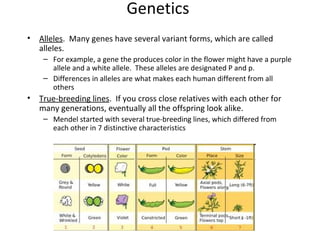 Genetics
•

Alleles. Many genes have several variant forms, which are called
alleles.
– For example, a gene the produces color in the flower might have a purple
allele and a white allele. These alleles are designated P and p.
– Differences in alleles are what makes each human different from all
others

•

True-breeding lines. If you cross close relatives with each other for
many generations, eventually all the offspring look alike.
– Mendel started with several true-breeding lines, which differed from
each other in 7 distinctive characteristics

 