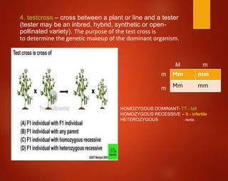 4. testcross – cross between a plant or line and a tester
(tester may be an inbred, hybrid, synthetic or open-
pollinated variety). The purpose of the test cross is
to determine the genetic makeup of the dominant organism.
Mm mm
Mm mm
HOMOZYGOUS DOMINANT- TT - tall
HOMOZYGOUS RECESSIVE – tt - infertile
HETEROZYGOUS - fertile
M m
m
m
 