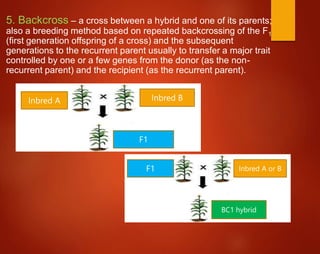 5. Backcross – a cross between a hybrid and one of its parents;
also a breeding method based on repeated backcrossing of the F1
(first generation offspring of a cross) and the subsequent
generations to the recurrent parent usually to transfer a major trait
controlled by one or a few genes from the donor (as the non-
recurrent parent) and the recipient (as the recurrent parent).
Inbred A Inbred B
F1
F1 Inbred A or B
BC1 hybrid
 