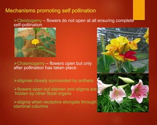 Mechanisms promoting self pollination
Cleistogamy – flowers do not open at all ensuring complete
self-pollination
Chasmogamy – flowers open but only
after pollination has taken place
stigmas closely surrounded by anthers
flowers open but stamen and stigma are
hidden by other floral organs
stigma when receptive elongate through
staminal columns
 