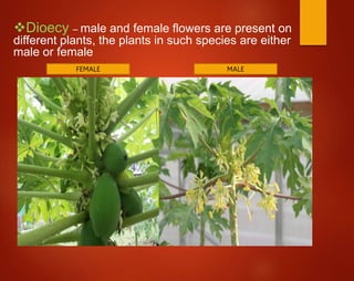 Dioecy – male and female flowers are present on
different plants, the plants in such species are either
male or female
FEMALE MALE
 