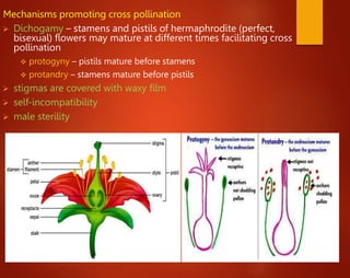 Mechanisms promoting cross pollination
 Dichogamy – stamens and pistils of hermaphrodite (perfect,
bisexual) flowers may mature at different times facilitating cross
pollination
 protogyny – pistils mature before stamens
 protandry – stamens mature before pistils
 stigmas are covered with waxy film
 self-incompatibility
 male sterility
 