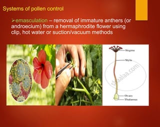 Systems of pollen control
emasculation – removal of immature anthers (or
androecium) from a hermaphrodite flower using
clip, hot water or suction/vacuum methods
 
