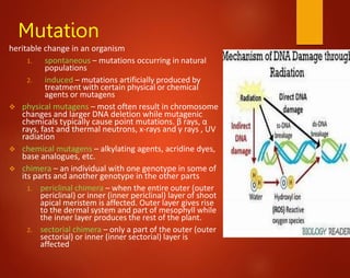 Mutation
heritable change in an organism
1. spontaneous – mutations occurring in natural
populations
2. induced – mutations artificially produced by
treatment with certain physical or chemical
agents or mutagens
 physical mutagens – most often result in chromosome
changes and larger DNA deletion while mutagenic
chemicals typically cause point mutations. β rays, α
rays, fast and thermal neutrons, x-rays and γ rays , UV
radiation
 chemical mutagens – alkylating agents, acridine dyes,
base analogues, etc.
 chimera – an individual with one genotype in some of
its parts and another genotype in the other parts
1. periclinal chimera – when the entire outer (outer
periclinal) or inner (inner periclinal) layer of shoot
apical meristem is affected. Outer layer gives rise
to the dermal system and part of mesophyll while
the inner layer produces the rest of the plant.
2. sectorial chimera – only a part of the outer (outer
sectorial) or inner (inner sectorial) layer is
affected
 