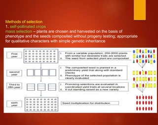 Methods of selection
1. self-pollinated crops
mass selection – plants are chosen and harvested on the basis of
phenotype and the seeds composited without progeny testing; appropriate
for qualitative characters with simple genetic inheritance
 
