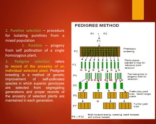 2. Pureline selection – procedure
for isolating purelines from a
mixed population
1. Pureline – progeny
from self pollination of a single
homozygous plant.
3. Pedigree selection refers
to record of the ancestry of an
individual selected plant. Pedigree
breeding is a method of genetic
improvement of self-pollinated
species in which superior genotypes
are selected from segregating
generations and proper records of
the ancestry of selected plants are
maintained in each generation.
 