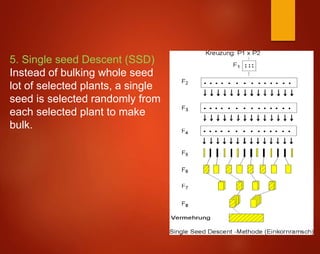 5. Single seed Descent (SSD)
Instead of bulking whole seed
lot of selected plants, a single
seed is selected randomly from
each selected plant to make
bulk.
 