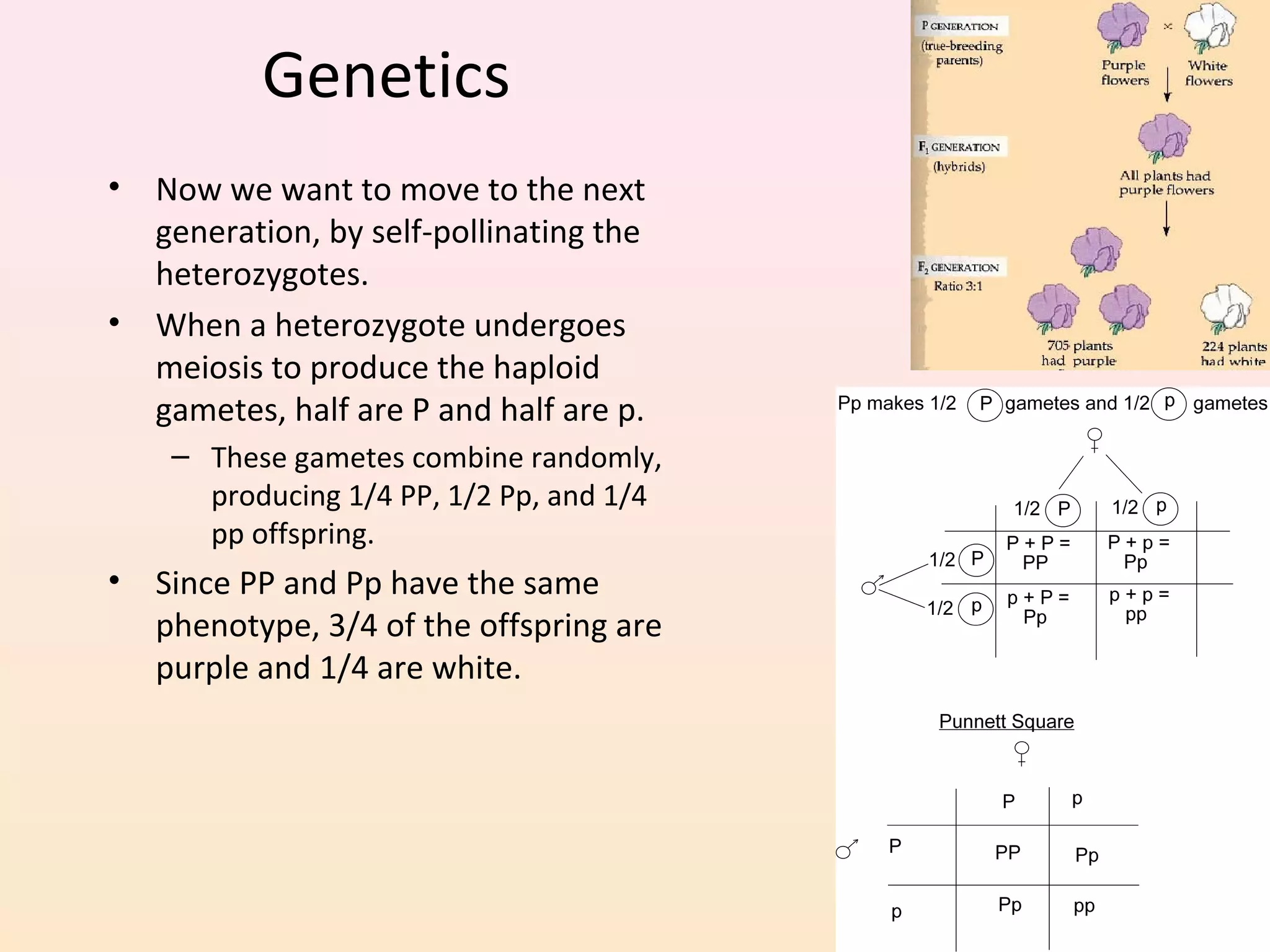 Genetics
• Now we want to move to the next
generation, by self-pollinating the
heterozygotes.
• When a heterozygote undergoes
meiosis to produce the haploid
gametes, half are P and half are p.
– These gametes combine randomly,
producing 1/4 PP, 1/2 Pp, and 1/4
pp offspring.
• Since PP and Pp have the same
phenotype, 3/4 of the offspring are
purple and 1/4 are white.
 