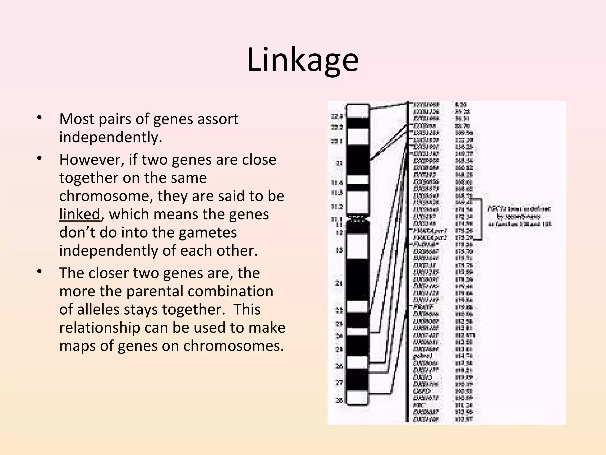 Linkage
• Most pairs of genes assort
independently.
• However, if two genes are close
together on the same
chromosome, they are said to be
linked, which means the genes
don’t do into the gametes
independently of each other.
• The closer two genes are, the
more the parental combination
of alleles stays together. This
relationship can be used to make
maps of genes on chromosomes.
 