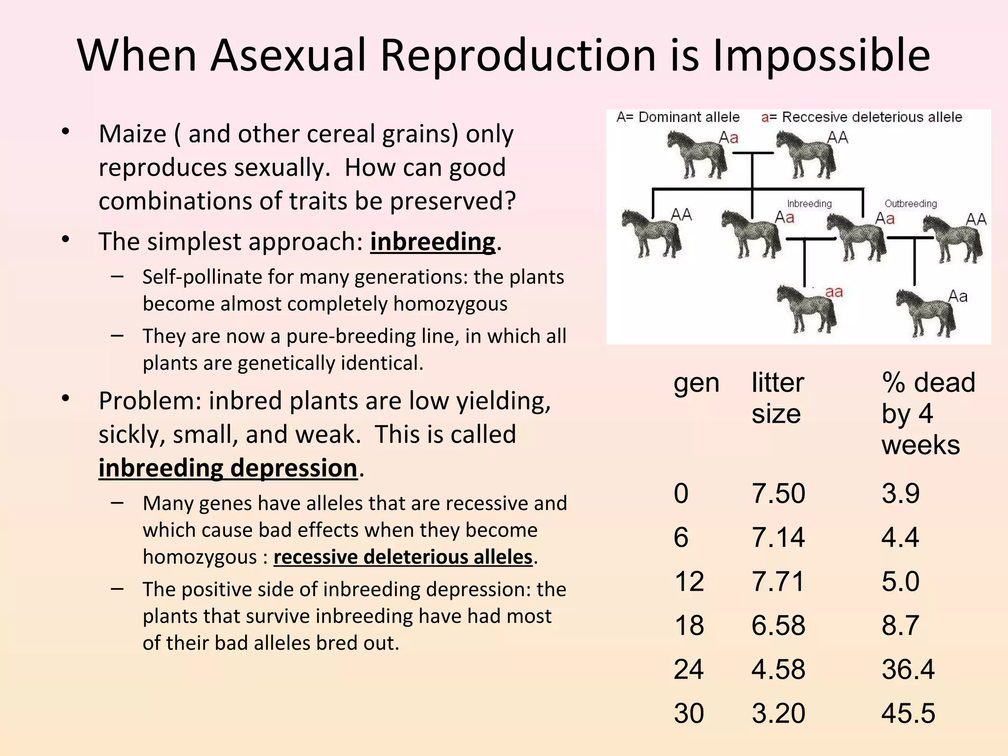 When Asexual Reproduction is Impossible
• Maize ( and other cereal grains) only
reproduces sexually. How can good
combinations of traits be preserved?
• The simplest approach: inbreeding.
– Self-pollinate for many generations: the plants
become almost completely homozygous
– They are now a pure-breeding line, in which all
plants are genetically identical.
• Problem: inbred plants are low yielding,
sickly, small, and weak. This is called
inbreeding depression.
– Many genes have alleles that are recessive and
which cause bad effects when they become
homozygous : recessive deleterious alleles.
– The positive side of inbreeding depression: the
plants that survive inbreeding have had most
of their bad alleles bred out.
gen litter
size
% dead
by 4
weeks
0 7.50 3.9
6 7.14 4.4
12 7.71 5.0
18 6.58 8.7
24 4.58 36.4
30 3.20 45.5
 