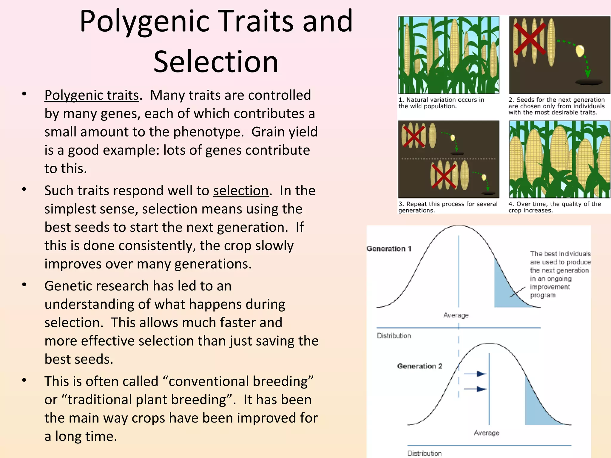 Polygenic Traits and
Selection
• Polygenic traits. Many traits are controlled
by many genes, each of which contributes a
small amount to the phenotype. Grain yield
is a good example: lots of genes contribute
to this.
• Such traits respond well to selection. In the
simplest sense, selection means using the
best seeds to start the next generation. If
this is done consistently, the crop slowly
improves over many generations.
• Genetic research has led to an
understanding of what happens during
selection. This allows much faster and
more effective selection than just saving the
best seeds.
• This is often called “conventional breeding”
or “traditional plant breeding”. It has been
the main way crops have been improved for
a long time.
 