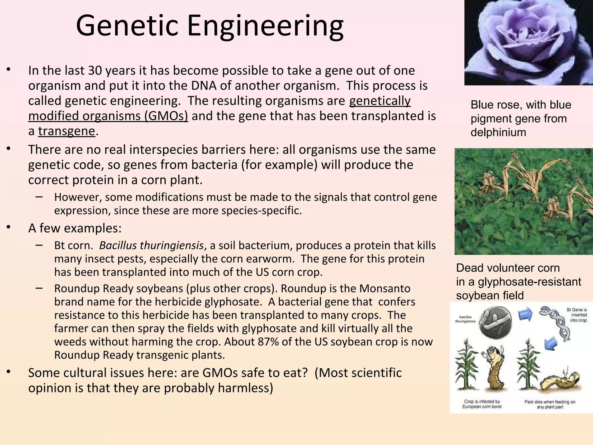 Genetic Engineering
• In the last 30 years it has become possible to take a gene out of one
organism and put it into the DNA of another organism. This process is
called genetic engineering. The resulting organisms are genetically
modified organisms (GMOs) and the gene that has been transplanted is
a transgene.
• There are no real interspecies barriers here: all organisms use the same
genetic code, so genes from bacteria (for example) will produce the
correct protein in a corn plant.
– However, some modifications must be made to the signals that control gene
expression, since these are more species-specific.
• A few examples:
– Bt corn. Bacillus thuringiensis, a soil bacterium, produces a protein that kills
many insect pests, especially the corn earworm. The gene for this protein
has been transplanted into much of the US corn crop.
– Roundup Ready soybeans (plus other crops). Roundup is the Monsanto
brand name for the herbicide glyphosate. A bacterial gene that confers
resistance to this herbicide has been transplanted to many crops. The
farmer can then spray the fields with glyphosate and kill virtually all the
weeds without harming the crop. About 87% of the US soybean crop is now
Roundup Ready transgenic plants.
• Some cultural issues here: are GMOs safe to eat? (Most scientific
opinion is that they are probably harmless)
Blue rose, with blue
pigment gene from
delphinium
Dead volunteer corn
in a glyphosate-resistant
soybean field
 