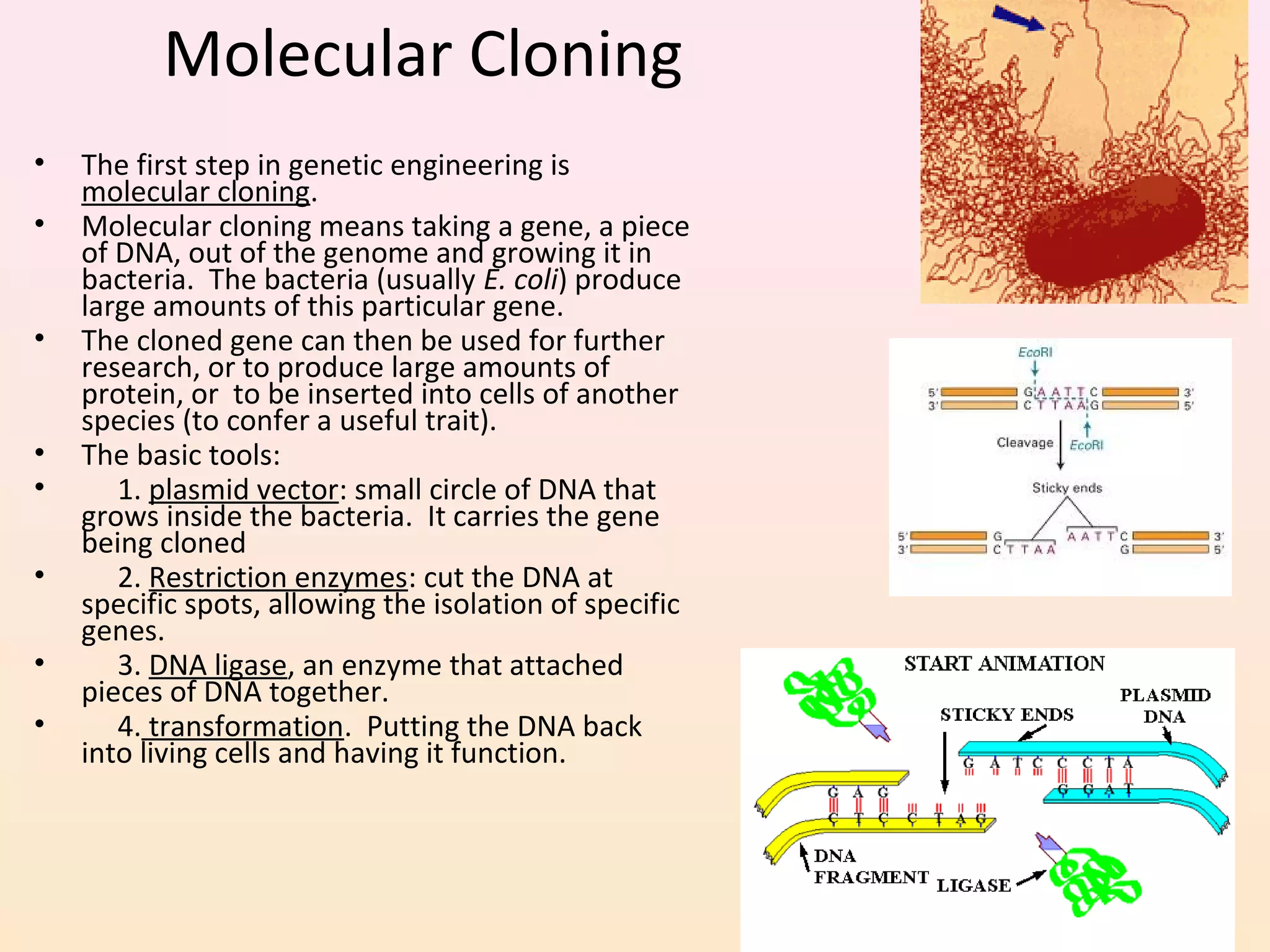 Molecular Cloning
• The first step in genetic engineering is
molecular cloning.
• Molecular cloning means taking a gene, a piece
of DNA, out of the genome and growing it in
bacteria. The bacteria (usually E. coli) produce
large amounts of this particular gene.
• The cloned gene can then be used for further
research, or to produce large amounts of
protein, or to be inserted into cells of another
species (to confer a useful trait).
• The basic tools:
• 1. plasmid vector: small circle of DNA that
grows inside the bacteria. It carries the gene
being cloned
• 2. Restriction enzymes: cut the DNA at
specific spots, allowing the isolation of specific
genes.
• 3. DNA ligase, an enzyme that attached
pieces of DNA together.
• 4. transformation. Putting the DNA back
into living cells and having it function.
 