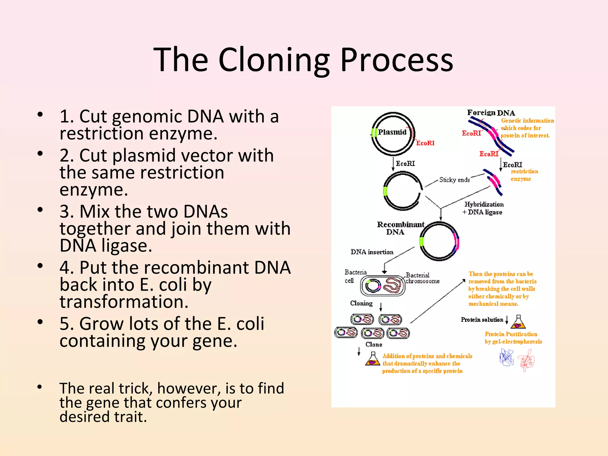 The Cloning Process
• 1. Cut genomic DNA with a
restriction enzyme.
• 2. Cut plasmid vector with
the same restriction
enzyme.
• 3. Mix the two DNAs
together and join them with
DNA ligase.
• 4. Put the recombinant DNA
back into E. coli by
transformation.
• 5. Grow lots of the E. coli
containing your gene.
• The real trick, however, is to find
the gene that confers your
desired trait.
 