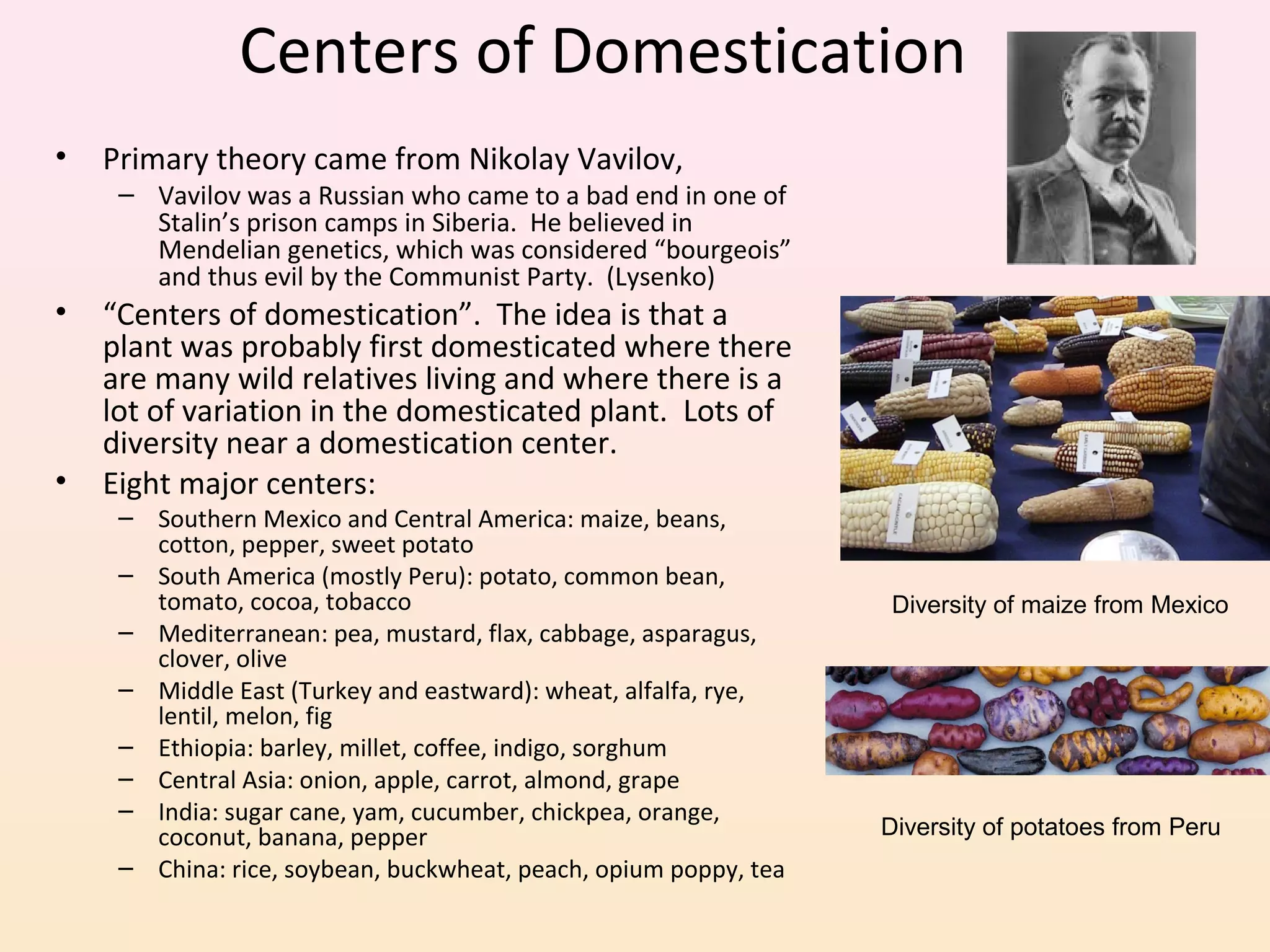 Centers of Domestication
• Primary theory came from Nikolay Vavilov,
– Vavilov was a Russian who came to a bad end in one of
Stalin’s prison camps in Siberia. He believed in
Mendelian genetics, which was considered “bourgeois”
and thus evil by the Communist Party. (Lysenko)
• “Centers of domestication”. The idea is that a
plant was probably first domesticated where there
are many wild relatives living and where there is a
lot of variation in the domesticated plant. Lots of
diversity near a domestication center.
• Eight major centers:
– Southern Mexico and Central America: maize, beans,
cotton, pepper, sweet potato
– South America (mostly Peru): potato, common bean,
tomato, cocoa, tobacco
– Mediterranean: pea, mustard, flax, cabbage, asparagus,
clover, olive
– Middle East (Turkey and eastward): wheat, alfalfa, rye,
lentil, melon, fig
– Ethiopia: barley, millet, coffee, indigo, sorghum
– Central Asia: onion, apple, carrot, almond, grape
– India: sugar cane, yam, cucumber, chickpea, orange,
coconut, banana, pepper
– China: rice, soybean, buckwheat, peach, opium poppy, tea
Diversity of maize from Mexico
Diversity of potatoes from Peru
 