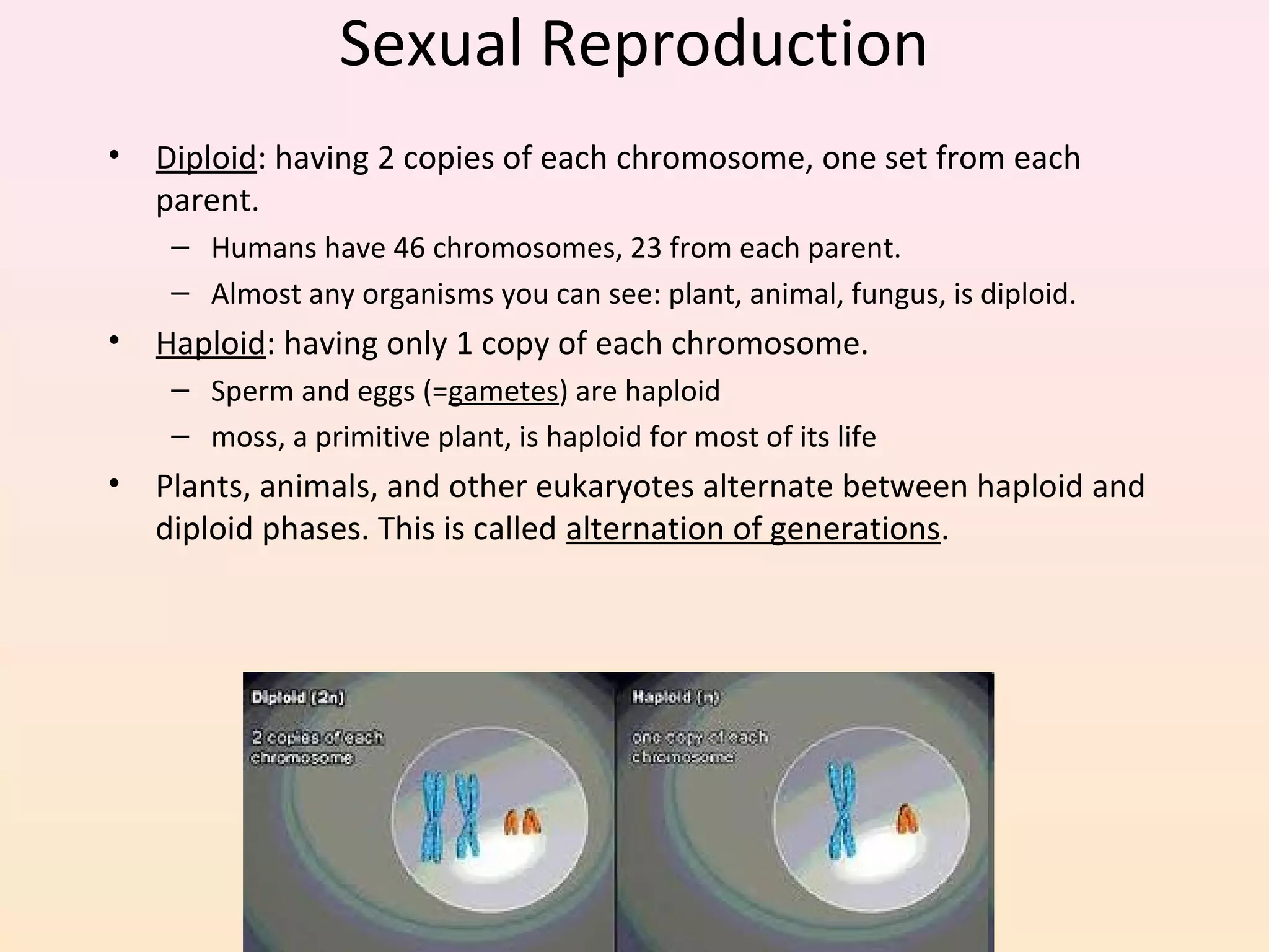 Sexual Reproduction
• Diploid: having 2 copies of each chromosome, one set from each
parent.
– Humans have 46 chromosomes, 23 from each parent.
– Almost any organisms you can see: plant, animal, fungus, is diploid.
• Haploid: having only 1 copy of each chromosome.
– Sperm and eggs (=gametes) are haploid
– moss, a primitive plant, is haploid for most of its life
• Plants, animals, and other eukaryotes alternate between haploid and
diploid phases. This is called alternation of generations.
 