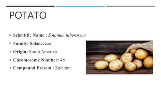 POTATO
 Scientific Name : Solanum tuberosum
 Family: Solanaceae
 Origin: South America
 Chromosome Number: 48
 Compound Present : Solanine
 