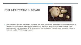 CROP IMPROVEMENT IN POTATO
 Non-availability of quality seed tubers, high seed cost, virus infiltration in seed tubers causing degeneration of
seed stocks and problems of long distance transport of seed from seed-producing areas have led to the
development of true potato seed (TPS) technology of crop production. This technology envisages the use of
botanical seed or TPS for crop production.
 