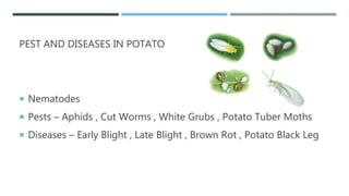 PEST AND DISEASES IN POTATO
 Nematodes
 Pests – Aphids , Cut Worms , White Grubs , Potato Tuber Moths
 Diseases – Early Blight , Late Blight , Brown Rot , Potato Black Leg
 