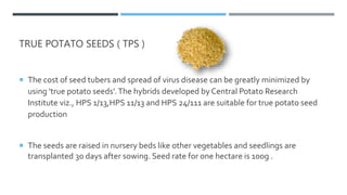  The cost of seed tubers and spread of virus disease can be greatly minimized by
using 'true potato seeds’.The hybrids developed by Central Potato Research
Institute viz., HPS 1/13,HPS 11/13 and HPS 24/111 are suitable for true potato seed
production
 The seeds are raised in nursery beds like other vegetables and seedlings are
transplanted 30 days after sowing. Seed rate for one hectare is 100g .
TRUE POTATO SEEDS ( TPS )
 