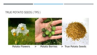 TRUE POTATO SEEDS ( TPS )
 