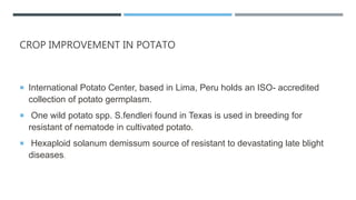 CROP IMPROVEMENT IN POTATO
 International Potato Center, based in Lima, Peru holds an ISO- accredited
collection of potato germplasm.
 One wild potato spp. S.fendleri found in Texas is used in breeding for
resistant of nematode in cultivated potato.
 Hexaploid solanum demissum source of resistant to devastating late blight
diseases.
 